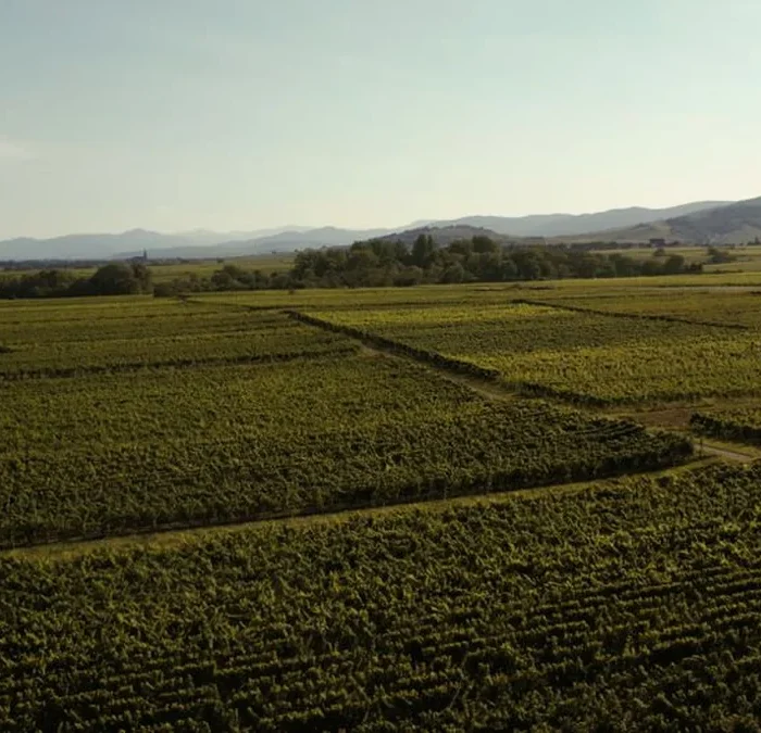 Sommeliers Reveal Which Sancerre Bottles Actually Justify the Price Tag