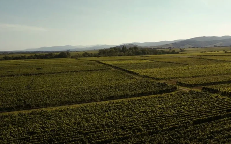 Sommeliers Reveal Which Sancerre Bottles Actually Justify the Price Tag