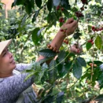 Ripe red coffee cherries growing on a branch amidst lush green tropical foliage.