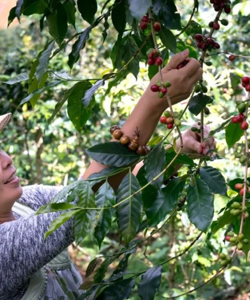 South India Coffee Company Is Redefining Indian Specialty Coffee