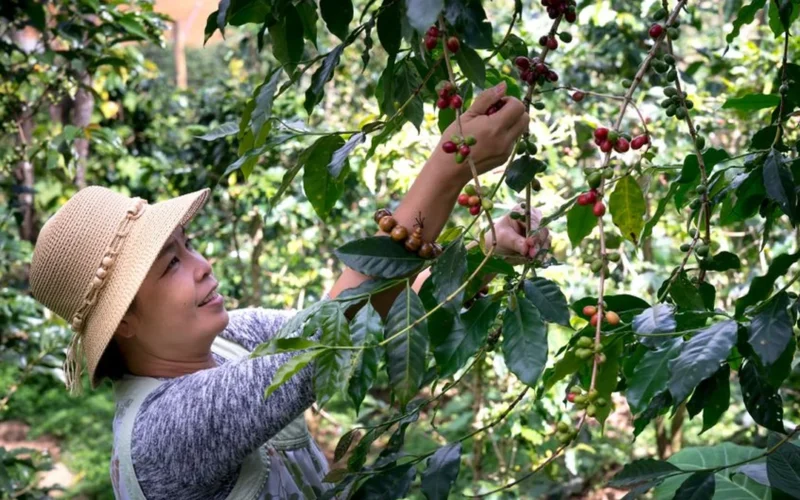 Ripe red coffee cherries growing on a branch amidst lush green tropical foliage.