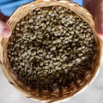 Hands holding raw green coffee beans next to a cup of brewed specialty coffee.