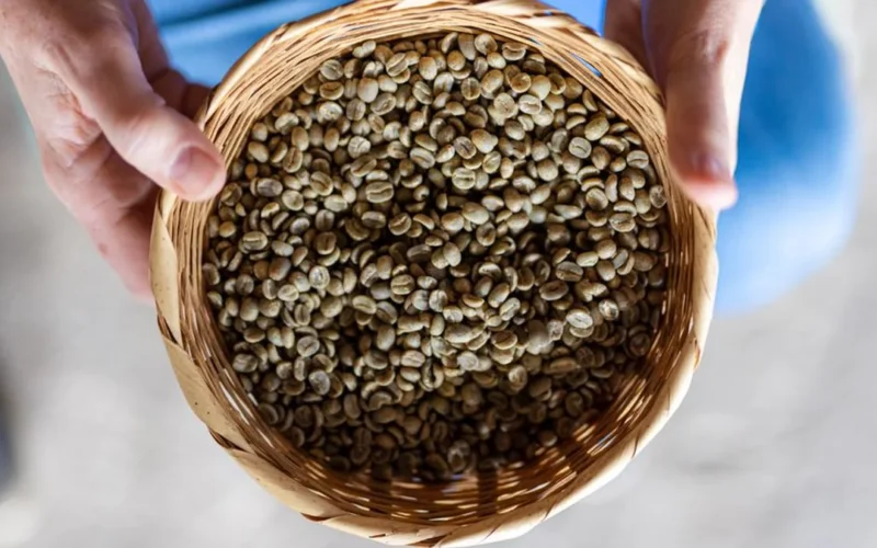 Hands holding raw green coffee beans next to a cup of brewed specialty coffee.