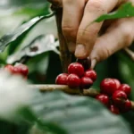 A farmer tending to young coffee plants with organic compost in a shaded Vietnamese farm.