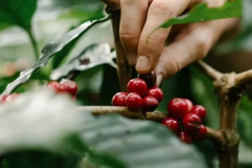 UCC Partners With ECOM To Regenerate Vietnamese Coffee Farms