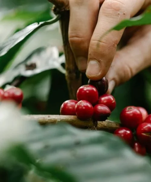UCC Partners With ECOM To Regenerate Vietnamese Coffee Farms