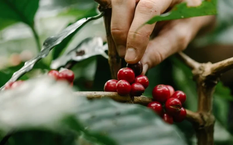 A farmer tending to young coffee plants with organic compost in a shaded Vietnamese farm.