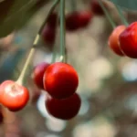 Red Arabica coffee cherries ripening on a branch in a sunny tropical garden.