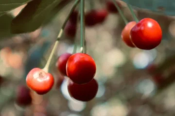University of Florida Research Tests Arabica Viability in Subtropical Soils