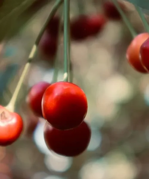 University of Florida Research Tests Arabica Viability in Subtropical Soils