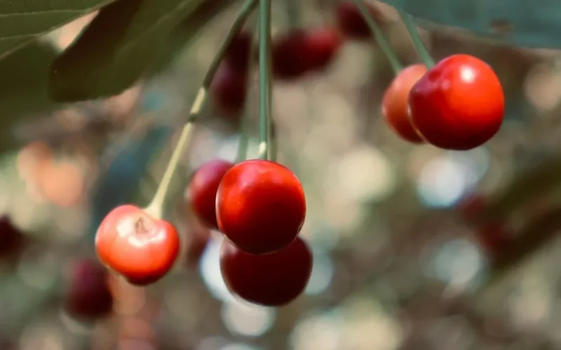 Red Arabica coffee cherries ripening on a branch in a sunny tropical garden.