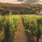 A glass of white wine overlooking a sunny German vineyard slope.