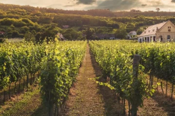 Weingut Kranz Celebrates a Quarter Century of Kalmit Single-Vineyard Excellence