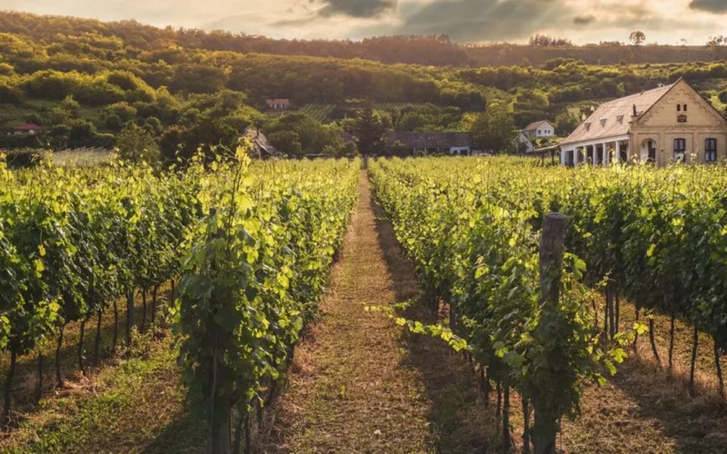A glass of white wine overlooking a sunny German vineyard slope.