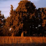 A glass of crisp white wine on a wooden table in a sunny West Coast vineyard.