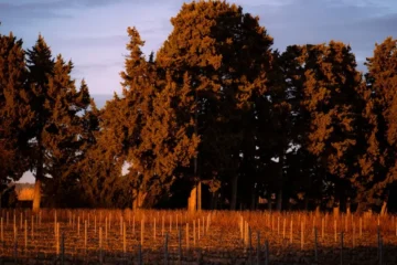 West Coast Producers Embrace the Burgundian Aligoté Renaissance
