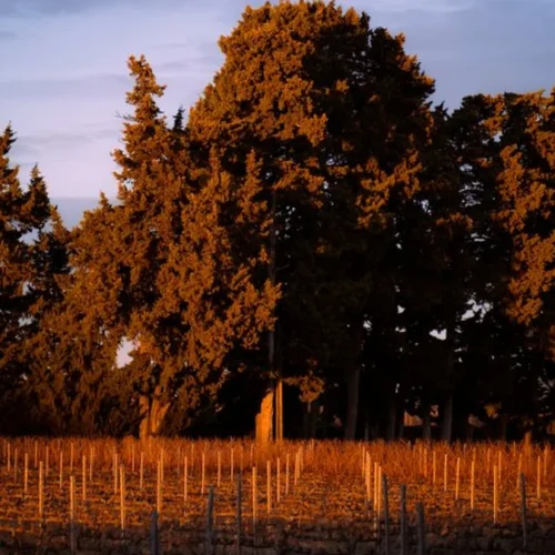 West Coast Producers Embrace the Burgundian Aligoté Renaissance