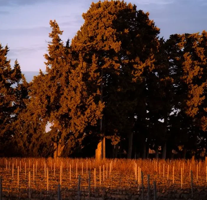 West Coast Producers Embrace the Burgundian Aligoté Renaissance