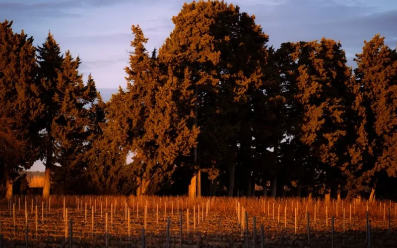 A glass of crisp white wine on a wooden table in a sunny West Coast vineyard.