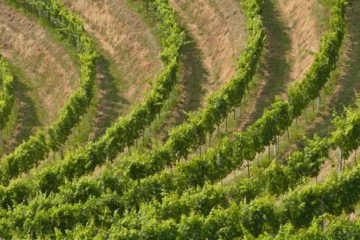 Why the Hunter Valley remains Australia’s boutique wine powerhouse
