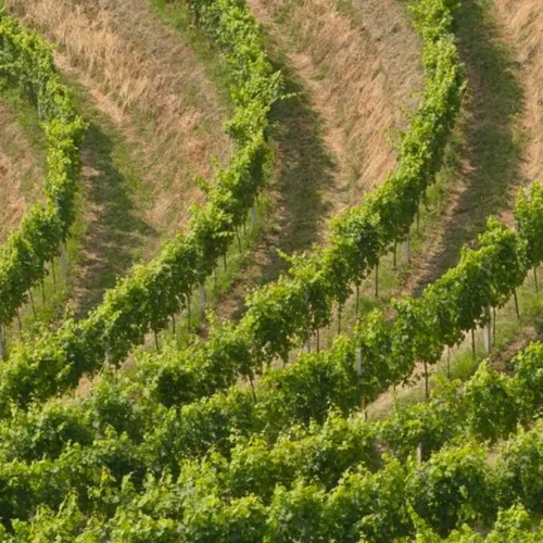 Why the Hunter Valley remains Australia’s boutique wine powerhouse