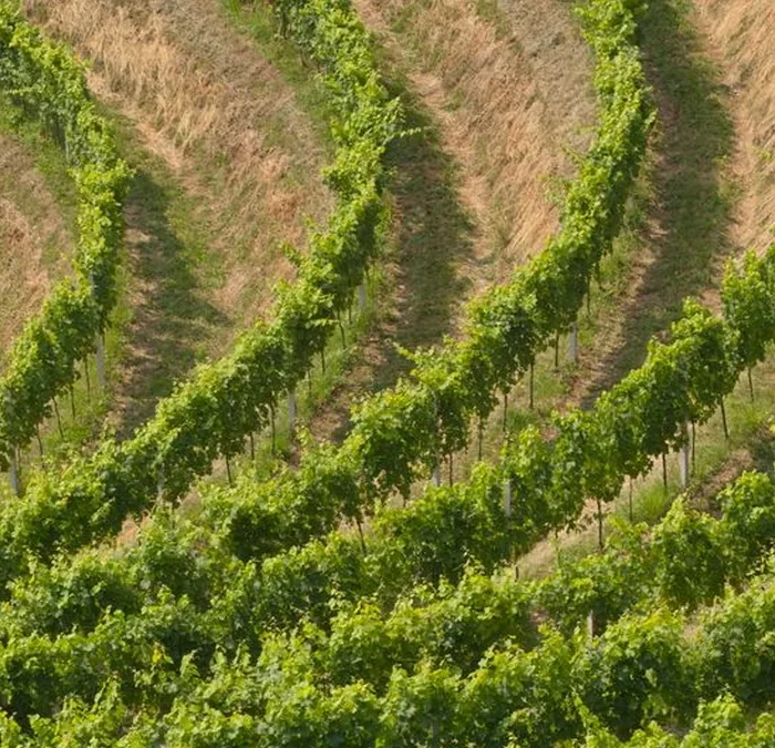 Why the Hunter Valley remains Australia’s boutique wine powerhouse
