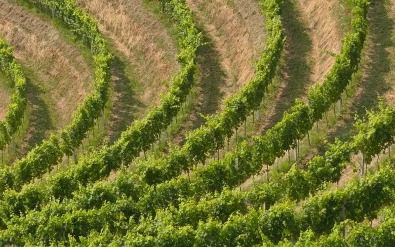 A glass of golden Semillon wine overlooking the lush Hunter Valley vineyards at sunset.