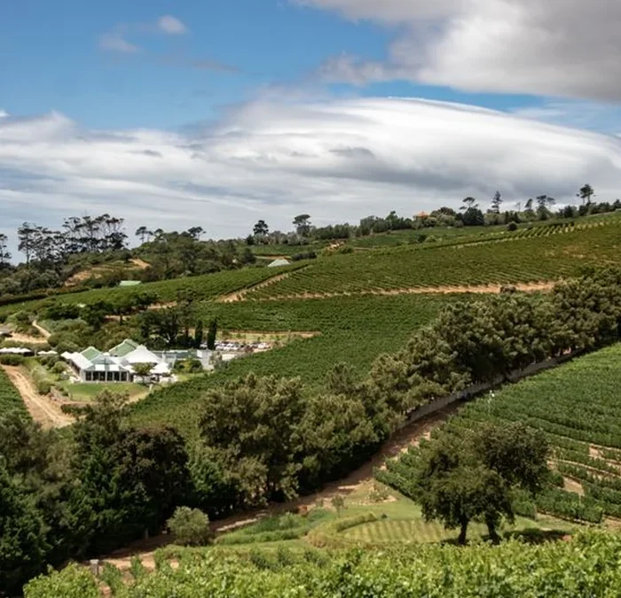 Why Provence Dominates the Global Rosé Standard