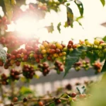 Close up of a young farmer holding ripe red coffee cherries in a Tierralta plantation.