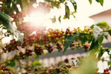 Why Tierralta’s coca-to-coffee revolution matters for specialty coffee