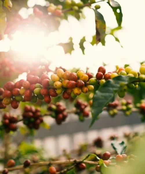 Why Tierralta’s coca-to-coffee revolution matters for specialty coffee