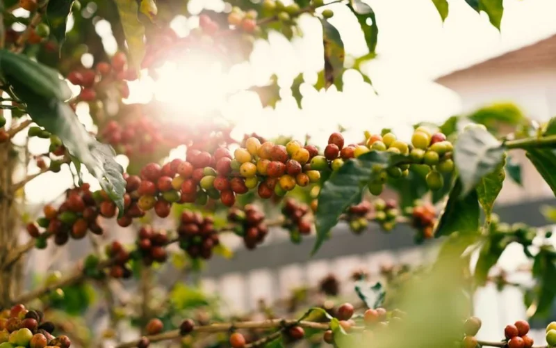 Close up of a young farmer holding ripe red coffee cherries in a Tierralta plantation.
