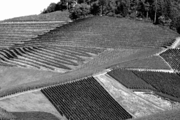 Beyond Scores: Finding the Soul of Rheinhessen Riesling