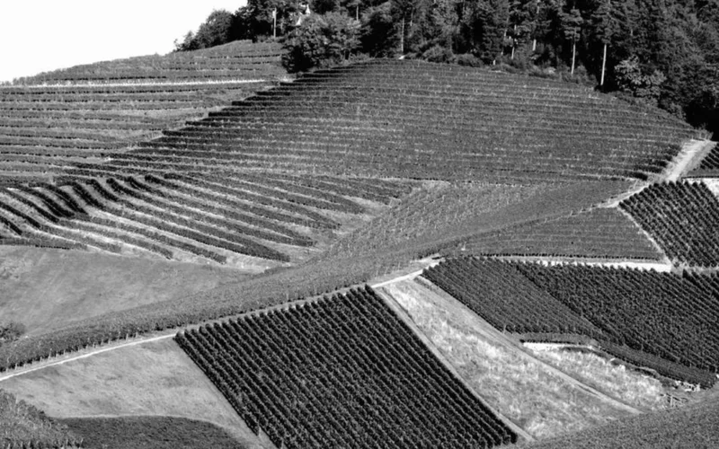 Beyond Scores: Finding the Soul of Rheinhessen Riesling