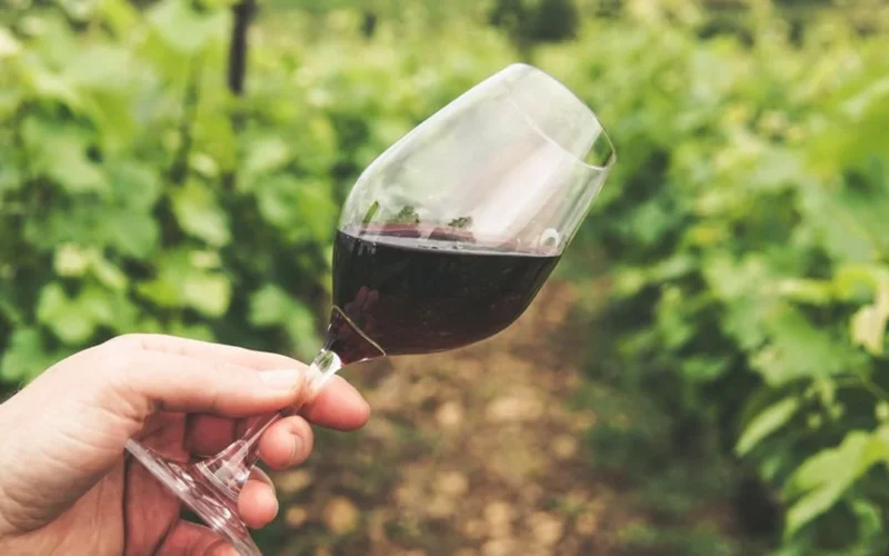 A person holding a glass of red wine overlooking a lush vineyard landscape.