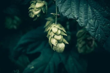 Botanical Innovation Drives the Rise of Nonalcoholic Amaro
