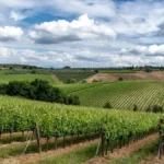 A tractor spraying herbicides through rows of grapevines in a commercial vineyard.