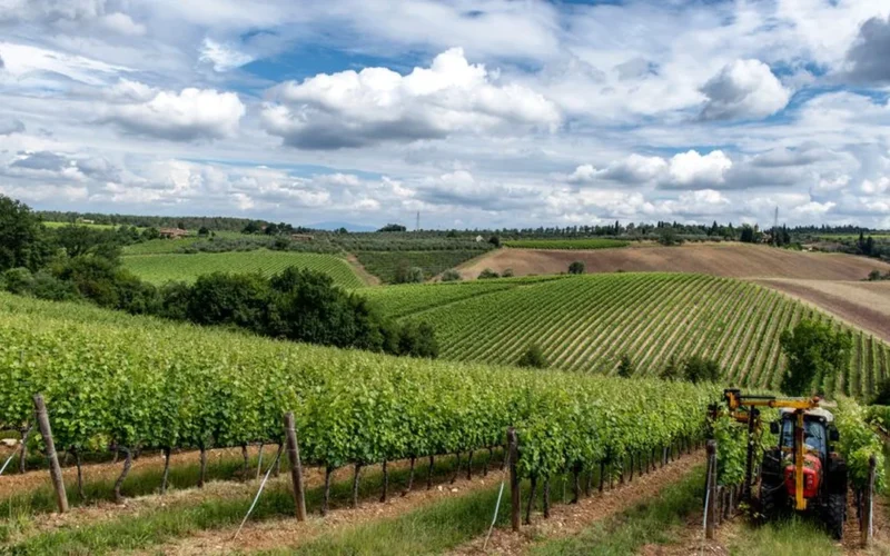 A tractor spraying herbicides through rows of grapevines in a commercial vineyard.