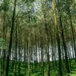 Coffee plants growing under a diverse canopy of tropical trees in an Ecuadorian agroforestry farm.