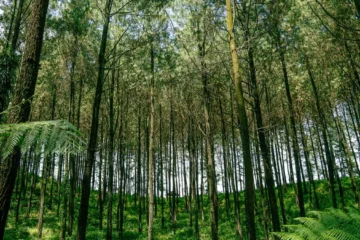 Ecuadorian Farmers Outpace EU Deforestation Regulations With Agroforestry