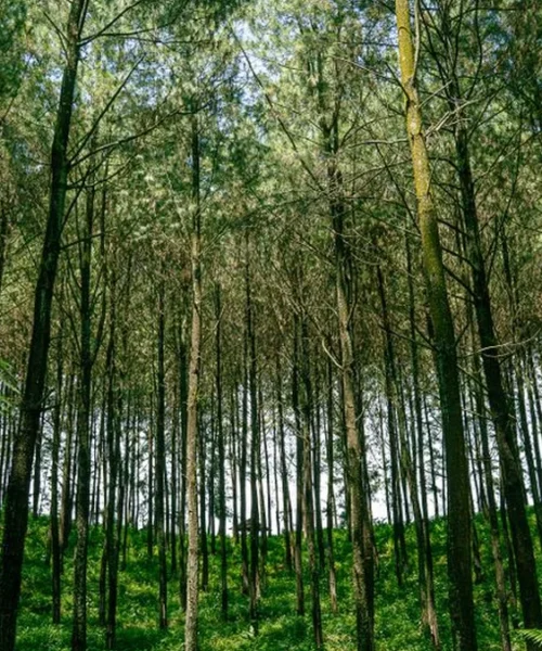 Ecuadorian Farmers Outpace EU Deforestation Regulations With Agroforestry