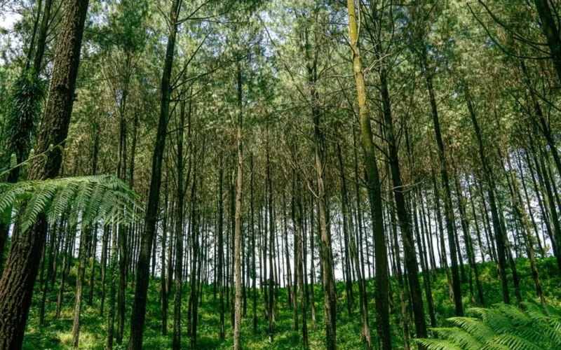 Coffee plants growing under a diverse canopy of tropical trees in an Ecuadorian agroforestry farm.