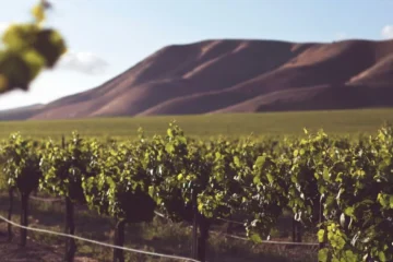 Grandview Offers a High Desert Gateway to Washington Wine
