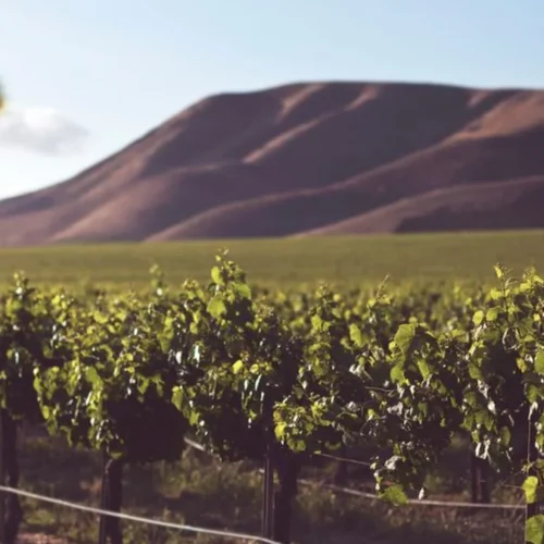 Grandview Offers a High Desert Gateway to Washington Wine