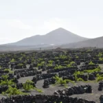 A glass of white wine on volcanic rocks overlooking Tenerife vineyard terraces.