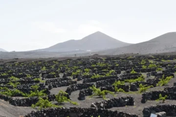 High Altitudes and Saline Edges Define Tenerife’s Best Wines