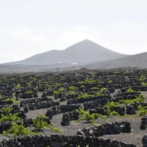 High Altitudes and Saline Edges Define Tenerife’s Best Wines