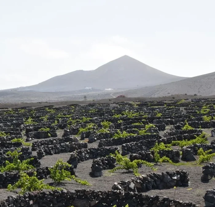 High Altitudes and Saline Edges Define Tenerife’s Best Wines