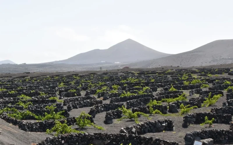 A glass of white wine on volcanic rocks overlooking Tenerife vineyard terraces.