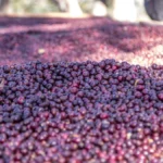 Red Robusta coffee cherries on a branch growing above cracked dry earth.